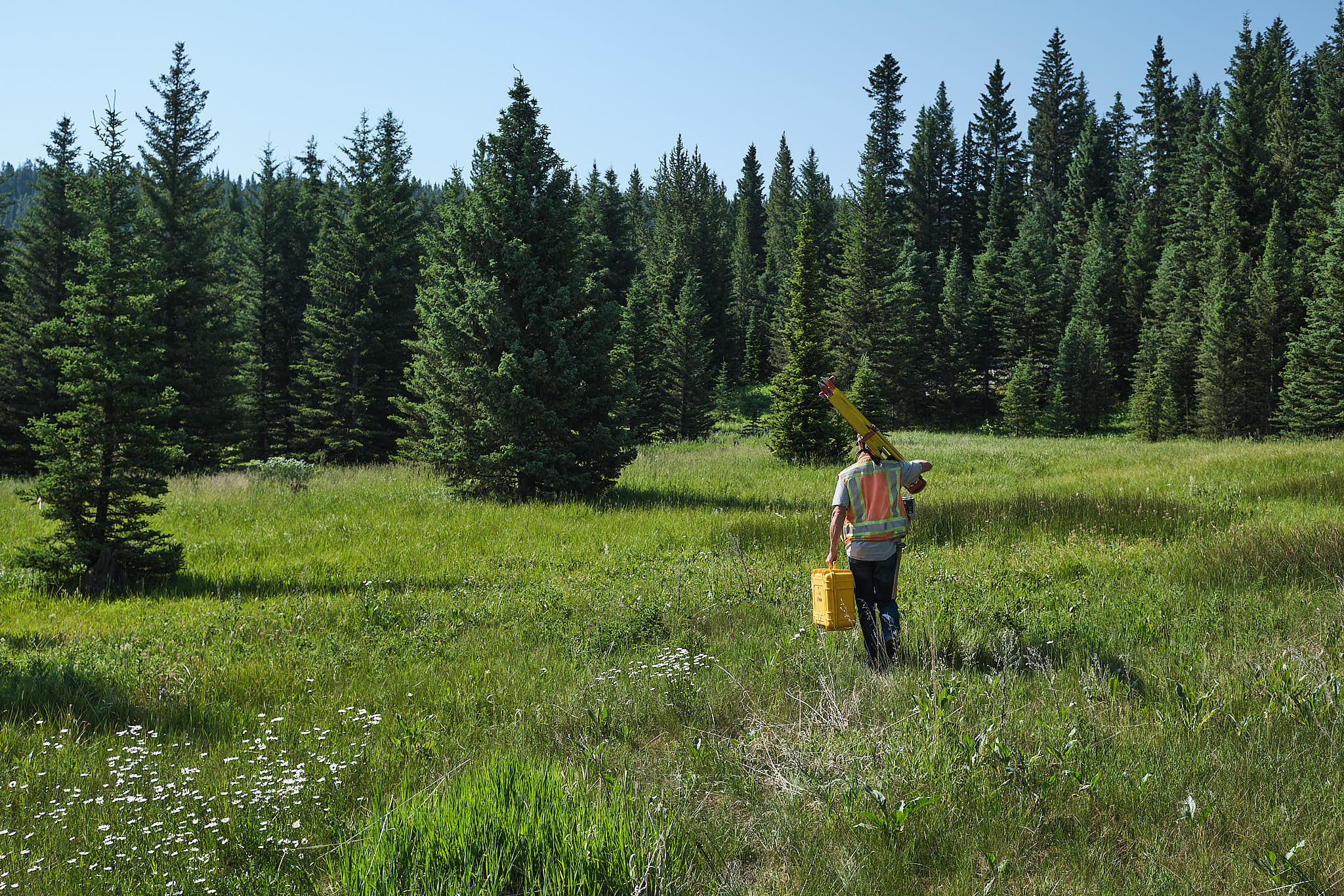 Allied Engineering surveyor walking with survey equipment for a Big Sky engineering project during summer with green grass and flowers.